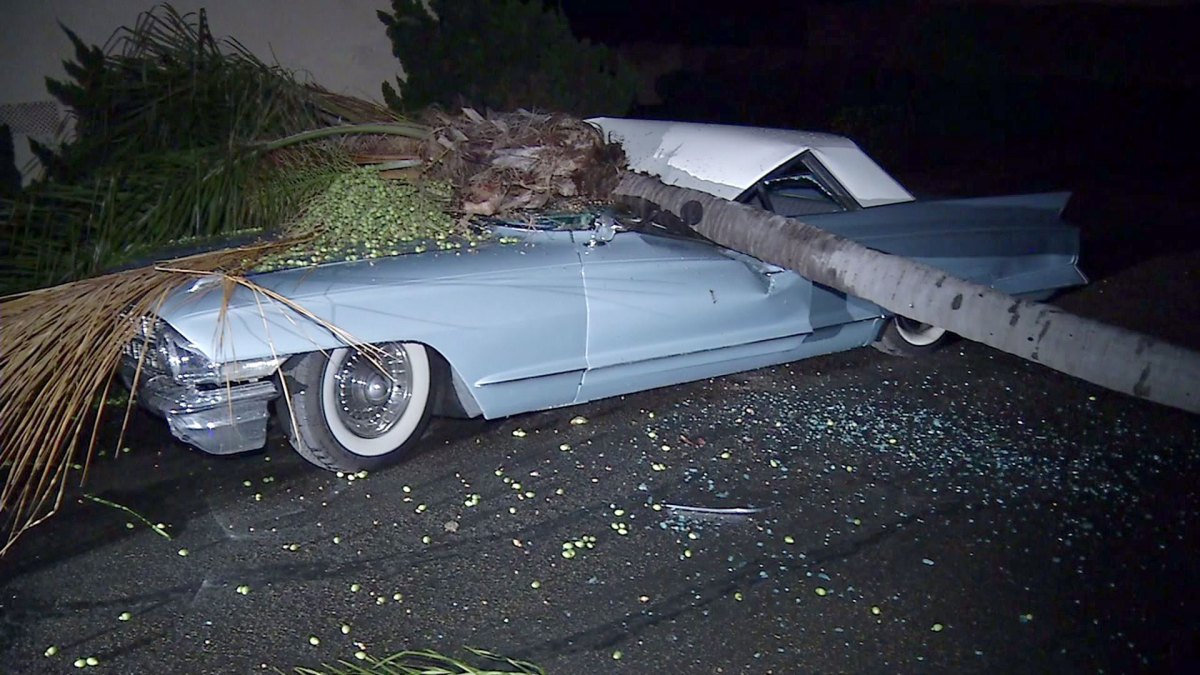 Palm tree crushes classic Cadillac